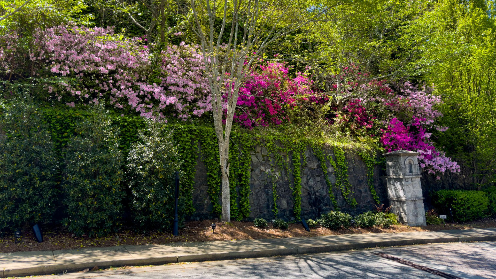 Spring azaleas at entrance